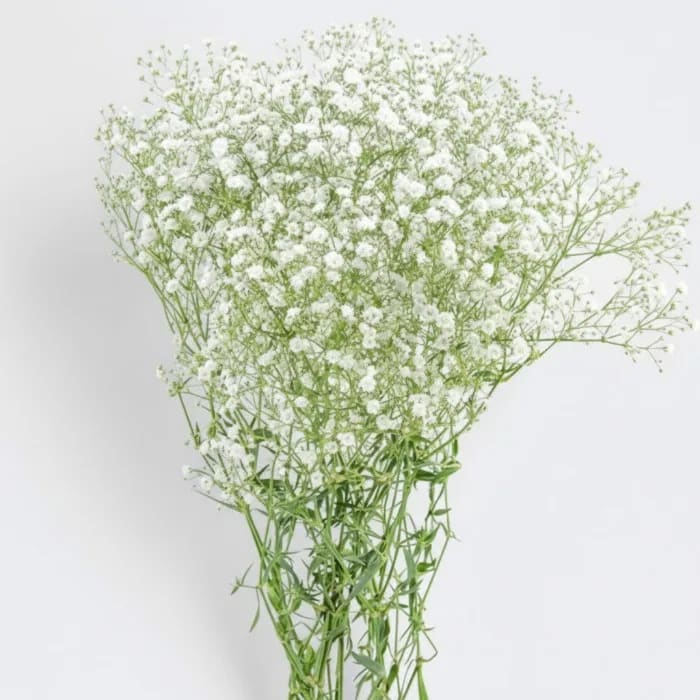 Gypsophila Maço Branca