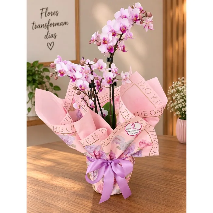 Phalaenopsis Mini 5h buguesinho pt12