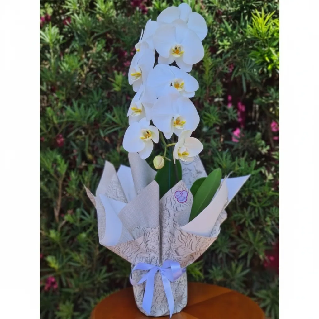 Phalaenopsis cascata 1 haste BRANCA 11+ - PH002