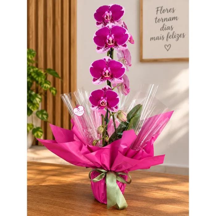 Phalaenopsis Cascata FUCSIA - PH030