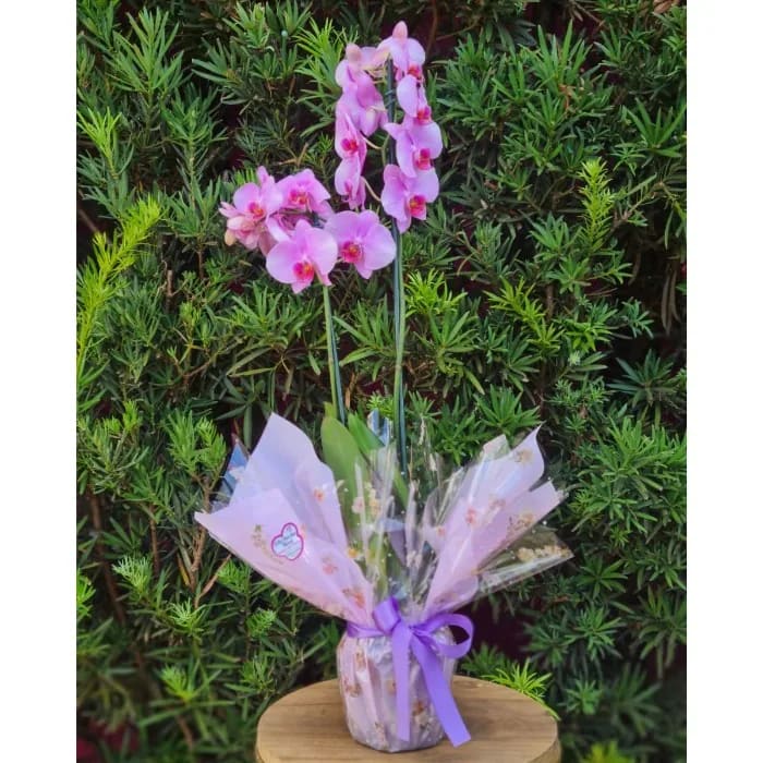 Phalaenopsis 2H LILÁS - PH035