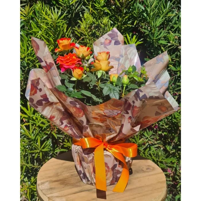 Roseira LARANJA - RS0061