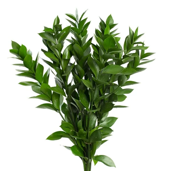 FOLHAGEM RUSCUS 060 CM
