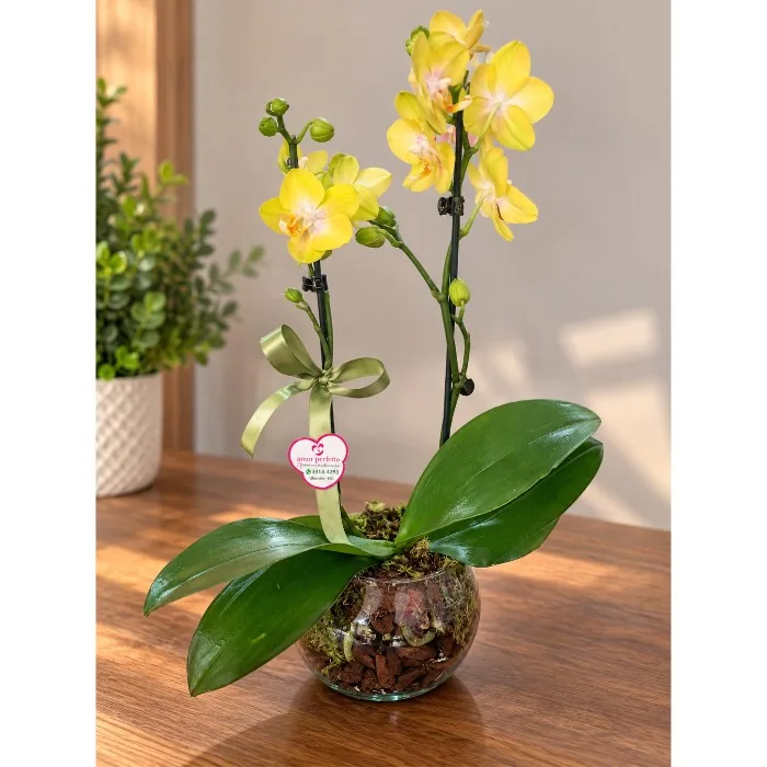 Phalaenopsis Mini 2h pt09 NO AQUARIO