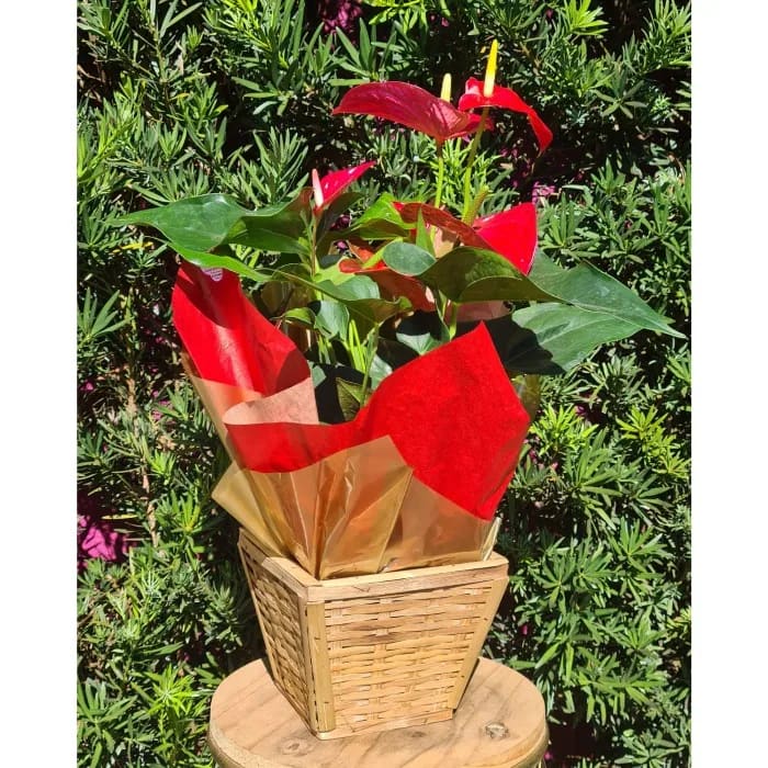 Antúrio PT17 (ANTHURIUM MICHINGAN)