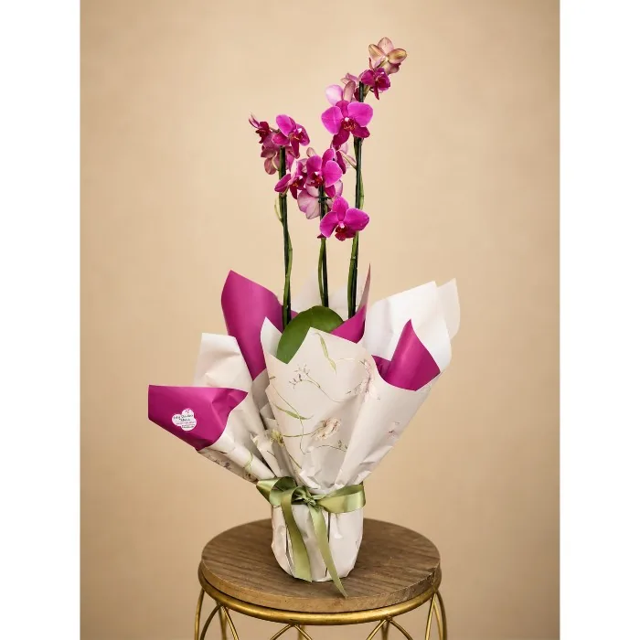 Phalaenopsis haste reta FÚCSIA -PH028