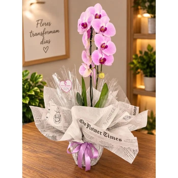 Phalaenopsis Cascata 1ht Rosa