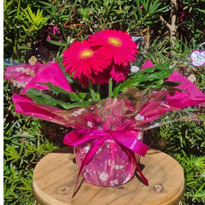 Gerbera PINK- GB0051