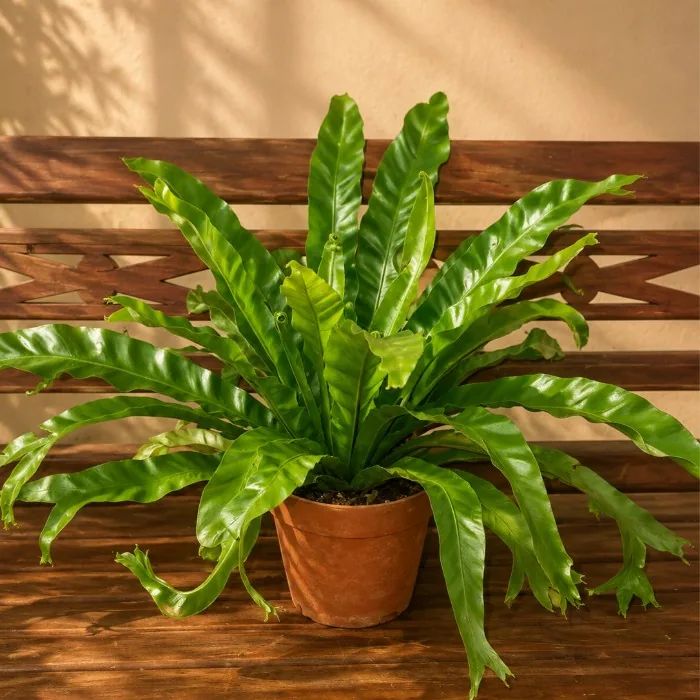 Asplenium P19
