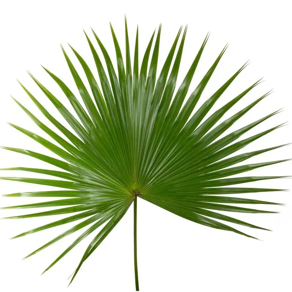 FOLHAGEM PALMEIRA LATANIA (unidade)