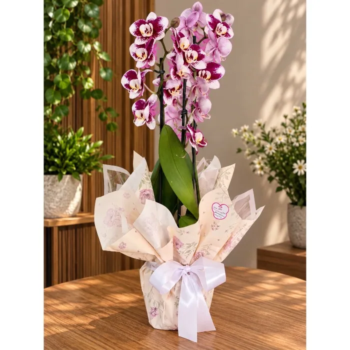 Phalaenopsis 3 Haste Reta . MESCLADA - PH031