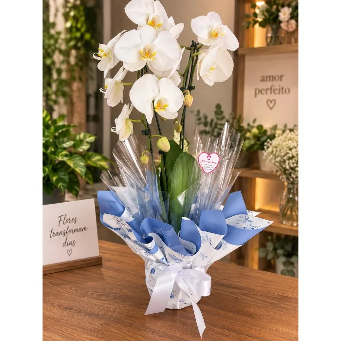 PHALAENOPSIS CASCATA P15 BRANCO 2 HT