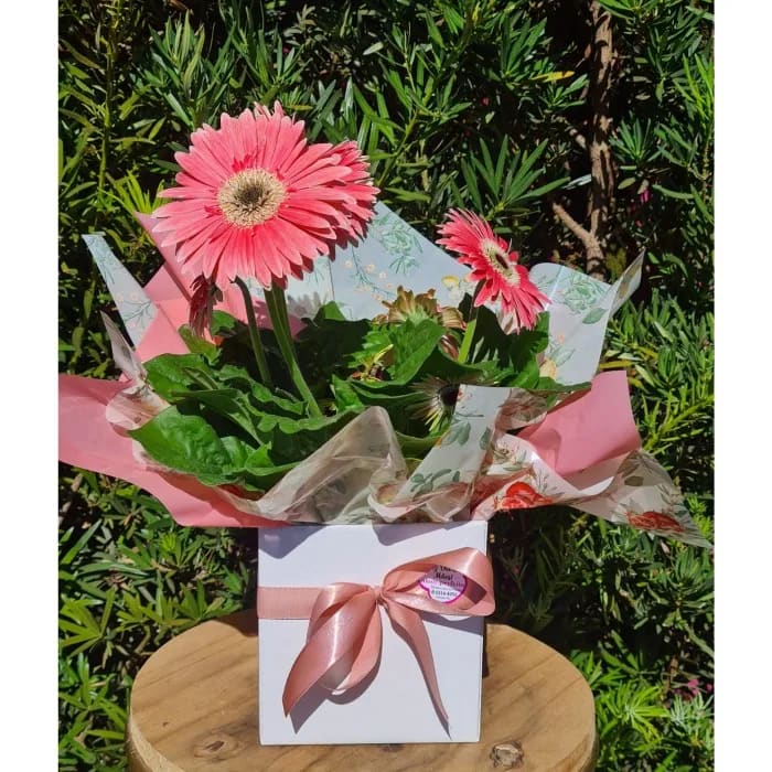 Gerbera ROSA- GC0074