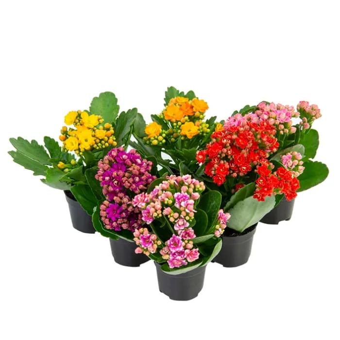 Kalanchoe / calandiva