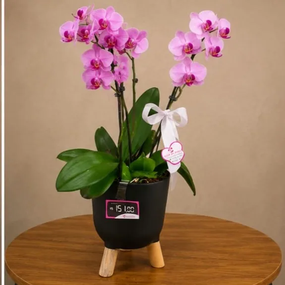 Phalaenopsis Mini 3h pt09 NO CHEHPOT DE ACRÍLICO